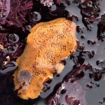 Sea Lemon Nudibranch