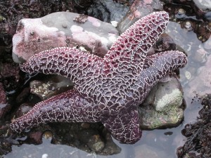 Purple Ochre Sea Star