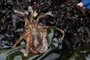 Red Octopus