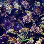 Tufts of pink coralline algae 