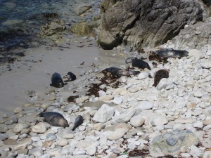 Sun-bathing beauties Sun-bathing beauties
