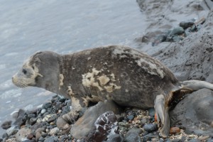 Molting harbor seal