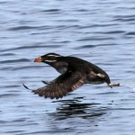 Rhinoceros Auklet Rhinoceros Auklet