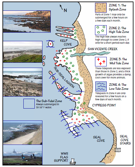 Fitzgerald Marine Reserve tide zone guide