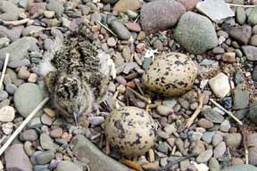 Oystercatcher chick and two eggs